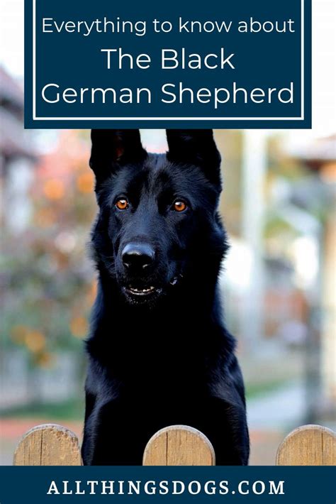 Black German Shepherds in Movies and TV Shows: Iconic Roles